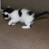 ウシ柄の子猫（オス、4週未満） サムネイル5
