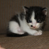ウシ柄の子猫（オス、4週未満） サムネイル6