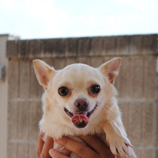 チワワの里親募集します。