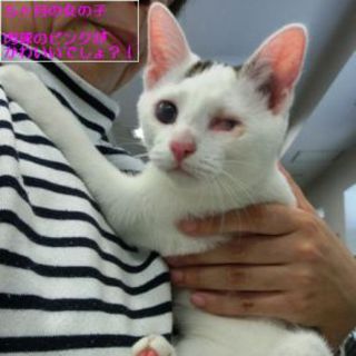 キジ白５ヶ月子猫♀