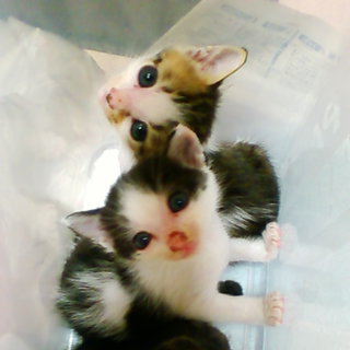 ダンボールに入れられて捨てられていました