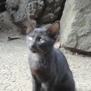 「クロ助」は、お遊び大好き！