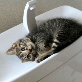 ★1.5ヵ月 美形の男の子　犬とも仲良くできます★