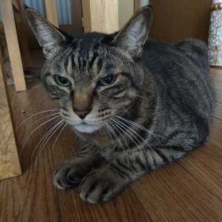 【お願いします】人なつっこい甘えん坊です