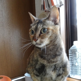 【お願いします】優しい性格の女の子