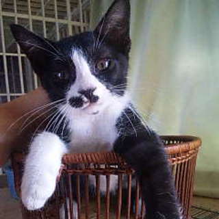 ボクを家族に迎えてください。