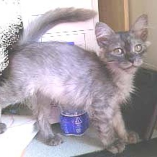 公園遺棄★親子猫