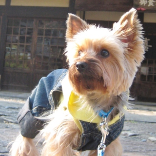 養子縁組　お話し中です