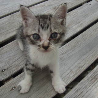仔猫の里親募集します。