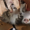 仔猫の里親募集します。 サムネイル2