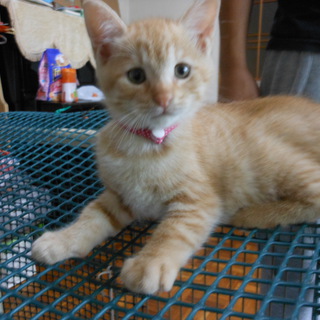 生後２ヶ月のかわいい奴らです