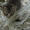 仔猫の里親募集します。 サムネイル3