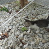 仔猫の里親募集します。 サムネイル4