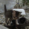 仔猫の里親募集します。 サムネイル5