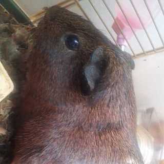 茶色のモルモット☆オス