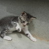 仔猫の里親募集します。 サムネイル6