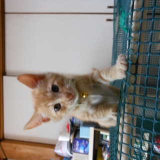 生後２ヶ月のかわいい奴らです