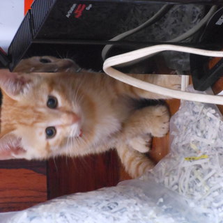 生後２ヶ月のかわいい奴らです