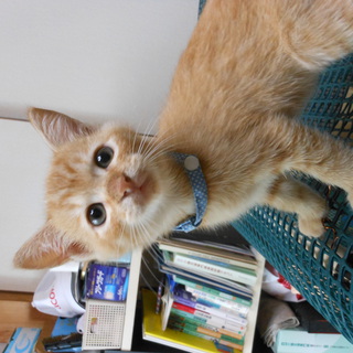 生後２ヶ月のかわいい奴らです