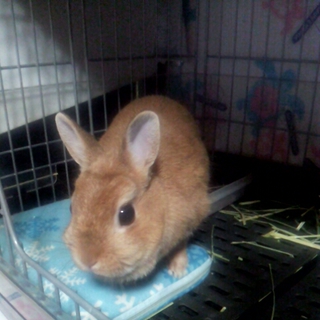 ネザーランドドワーフの女の子※2才