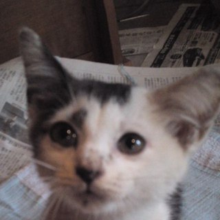 かわいい子猫を飼いませんか？