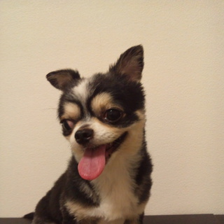 チワワの里親さん至急