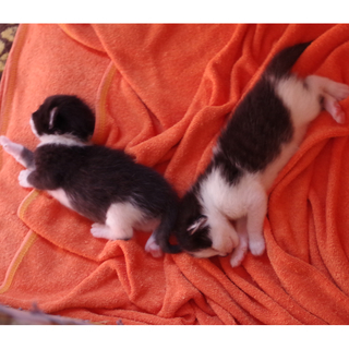 子猫の里親になって下さる方を探しています。