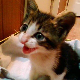 推定2～3か月♂那覇市で保護