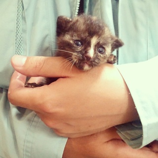 少し耳の垂れた健康なかわいい子です