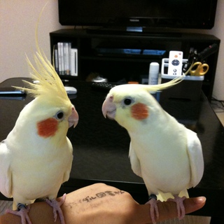 可愛がって頂ける方に