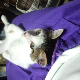 ターキッシュバン風味な仔猫の里親募集中です。