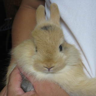 （里親決定）子うさぎの里親募集