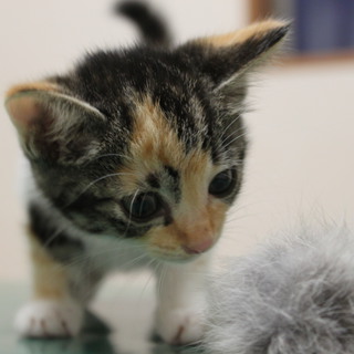 里親様決定しました