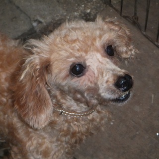 しっぽなしのトイプーちゃん