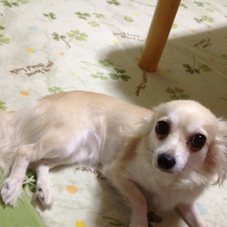 里親さん探しています