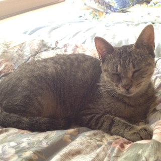 とっても人懐っこい猫の里親募集します。