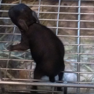 仔ウサギの里親さん募集！