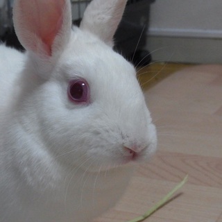 ホワイ兎家里親募集　アムちゃん