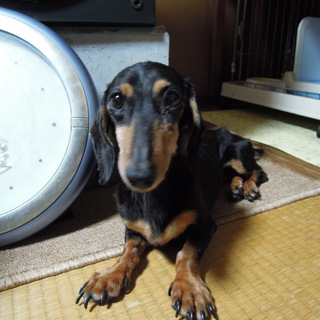 ミニチュアダックス　♀　7歳　里親募集