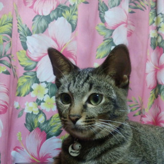 新しい家族を探しています！