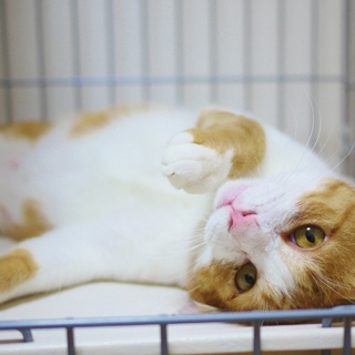 茶トラ幸せをひっかけるカギしっぽ♪