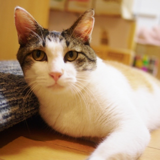 綺麗な三毛カギしっぽ♪