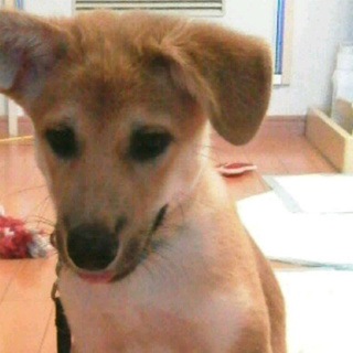 やんちゃな子犬の里親募集