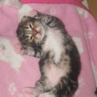 ノルとメイのミックス子猫です：ちゃちゃ