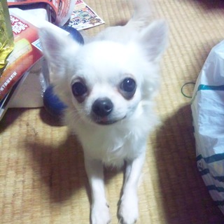 お願い致します