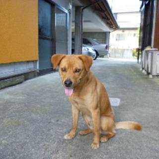 10/6(土)　久留米の譲渡会に参加します☆