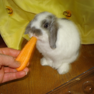 ホーランドロップ♀