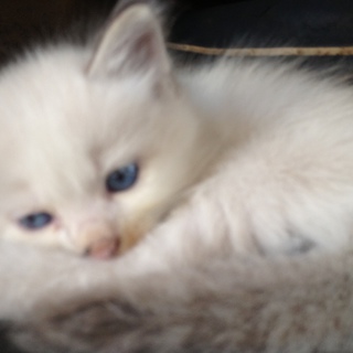 捨てられた子猫の家族になってくれませんか？オスとメス