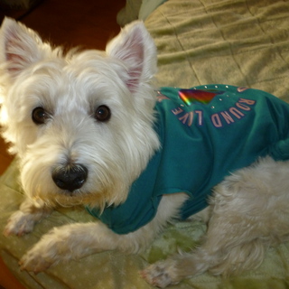 飼い主さん募集