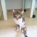 三毛の子猫の里親さんを探しています